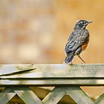 Ajax : Robin fledgling, a brave new world.
