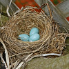Three Blues : Ajax This perch isn't very stable, as the nest is between the fence and the tree and they both rattle in the wind. I wish them luck!
May 1, 2010