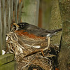 Robin's Roost