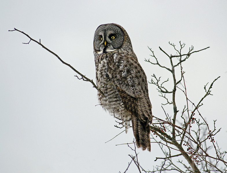 Great Grey : Ajax, ON. A perfect portrait,  grabbed a half mile up the road from the residence.