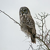 Great Grey : Ajax, ON. A perfect portrait,  grabbed a half mile up the road from the residence.