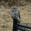 Pole Sitting : Ajax, ON. 
{Grabbed not far from home on a blustery day.}
