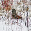 Great Grey Owl: Ajax,ON. Snapped just up the street from home.