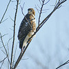 Hawk Perch: Ajax,ON