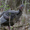 Wild Turkey: Sony A700 @ 280mm (sal-70-200ssmg,x1.4tc)