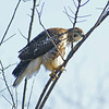 Red Tail Hawk: Ajax, ON