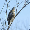 Red Tail: Ajax
