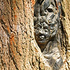 Elfin GNOME : Pickering