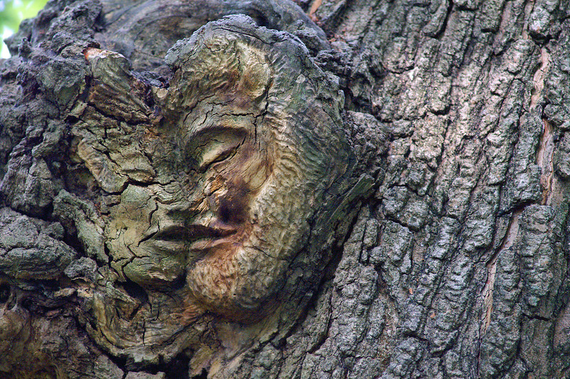 Love Knot : Pickering, ON (Carving on a live tree, about 18" in diameter, 20' up the trunk.)