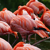 So Pink