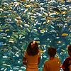 Toronto Zoo : The Toronto Zoo, Canada. At 710 acres, 10 plus kilometres of walking trails and over 5,000 animals covering 460 different species, makes this is one of the largest zoos in the world.