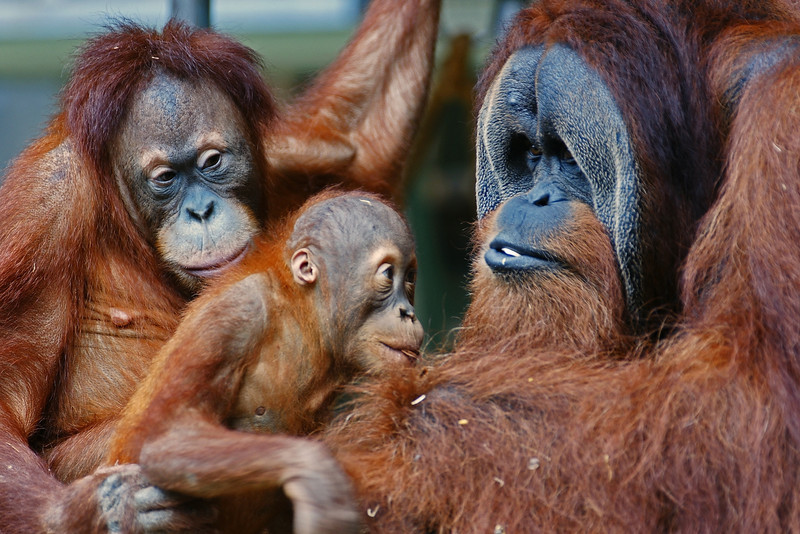 Orangutan Love : Toronto