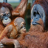 Orangutan Love : Toronto