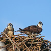 Birds Nest: You can see that one of the three chicks is just as curious about this whole thing as I am. Mom, perched on the right is just p!ssed at me, even though I'm behind my JEEP and low about 150 feet away and the nest is another 50 feet in the air.