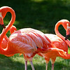 Too Pink: Toronto Zoo
