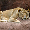 Neutered Male : Toronto Zoo