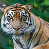 Tiger Glare: The Toronto Zoo. This very alert tiger immediately spied me and my camera from within the crowd the very moment I came upon his enclosure. He was staring right down the lens barrel into my eye, entertaining himself on the shear delight of sinking his sharp fangs deep into the nape of my neck, I'm sure.