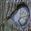Tree Gnomes : These are images of the last, best examples of the remaining Tree Gnomes that still reside in our local wood. This ethereal community was once much, much larger. Alas, hapless victims of urban sprawl, vandalism, nature's ravage and the violence of the ubiquitous chainsaw have taken their toll. Fortunately, in archive I have photo captures on print film of the many other members of the enclave, now long since gone . Someday, when I have lots of time, ... I will scan the ghost photo's and post.