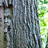 TREE GNOMES