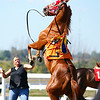 Too Frisky: AJAX DOWNS (nancyroberts)
