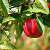 ADAM'S APPLE : Ajax, ON