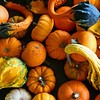 Pumpkin Gourds : Whitby