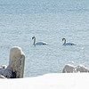 Swan Song
