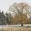Old Willow : Ajax
