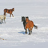 Horse Around : Ajax, ON