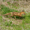 Momma Fox: Scarborough Bluffs, Scarborough, ON