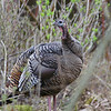 Wild Turkey