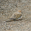 Open Camouflage