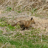Baby Fox: Scarbouroug Bluffs, Scarborough, ON