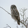 Great Grey Owl : It was quite amazing how close this majestic bird of prey allowed observers to get. Ajax, Ontario Canada Feb.2008