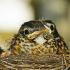 Three Robins: BIN-10