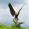 IRON EAGLE: My first 20 foot tall eagle shot ! LOL