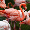 Very Pink