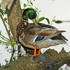 Wild Critters : 