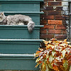 KOOL KAT : Toronto