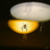 Spider Light : Sarnia