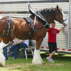 HORSE SITTING