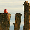 Red Apple