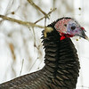 Wild Critters : 